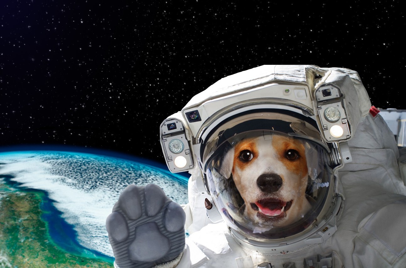 Space scientist by sajeda taha - Illustrated by נירמין עבד אלקאדר וסאגדה טהה  - Ourboox.com