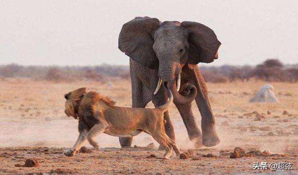 Favole della 1G by 1G  - Ourboox.com