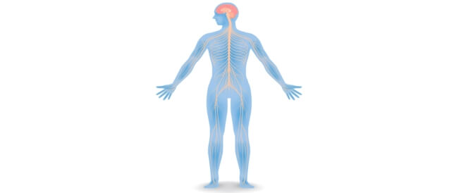 nervous system جهاز الاعصاب by Alaa hussien - Ourboox.com