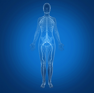 nervous system جهاز الاعصاب by Alaa hussien - Ourboox.com