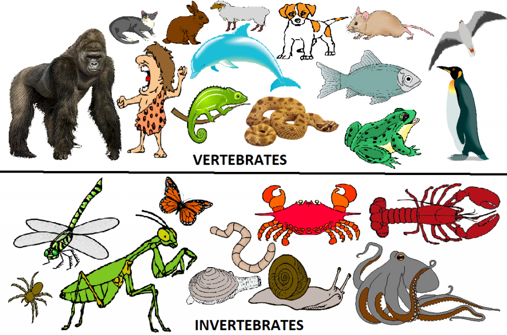 vertebrates الفقريات والا فقريات by Alaa hussien - Ourboox.com