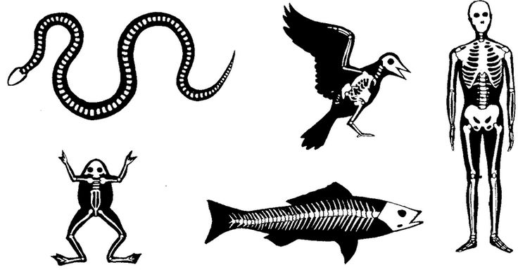 vertebrates الفقريات والا فقريات by Alaa hussien - Ourboox.com