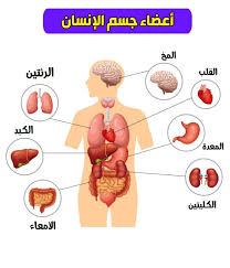 القلب by tamara - Ourboox.com