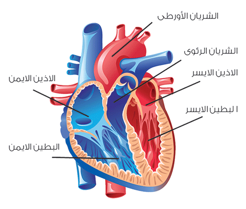 القلب by tamara - Ourboox.com