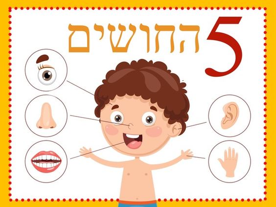 חמשת החושים by Anwar abu ajaj - Ourboox.com