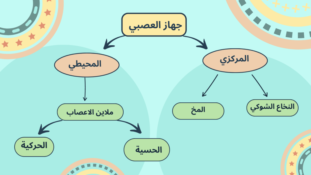 nervous system جهاز الاعصاب by Alaa hussien - Ourboox.com