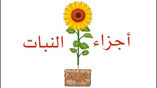 اجزاء النباتات by raniabkerat - Illustrated by رانيا بكيرات  - Ourboox.com