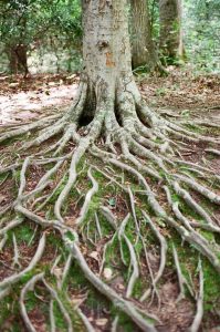 اجزاء النباتات by raniabkerat - Illustrated by رانيا بكيرات  - Ourboox.com