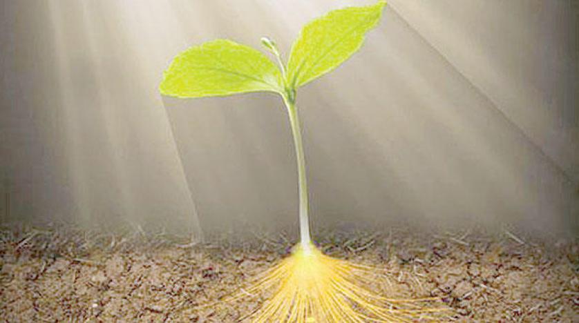 اجزاء النباتات by raniabkerat - Illustrated by رانيا بكيرات  - Ourboox.com