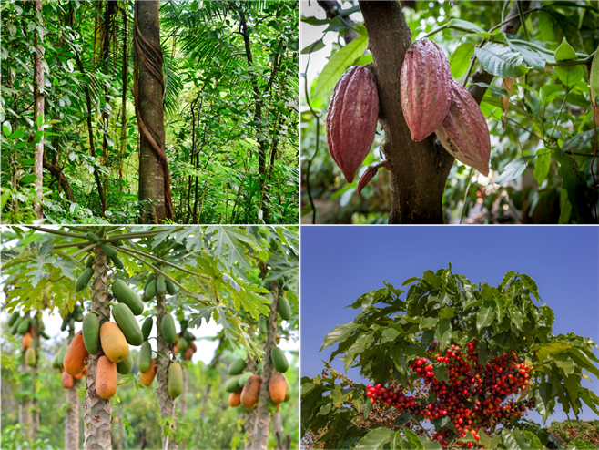 Рослинний і тваринний світ Південної Америки by Юлія Ільченко - Ourboox.com