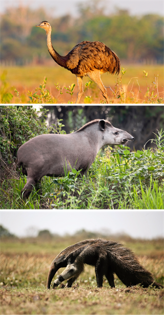 На північ та південь від тропічних лісів лежать савани, вкриті травами, деревами та чагарниками. На півночі вони дуже нагадують африканські савани, але тут замість баобабів ростуть пальми. У більш посушливих саванах, які розташовані на південь від екватора, переважають чагарники та деревоподібні кактуси. Кактуси в стеблах накопичують запас води. Тут трапляється дуже тверде дерево кебрачо, яке тоне у воді. У південноамериканських саванах, на відміну від африканських, тваринний світ дещо бідніший. Тут не зустрінеш великих табунів травоїдних тварин.