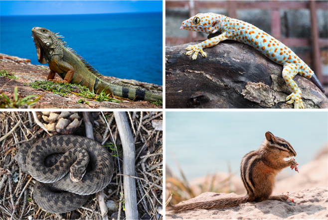 Рослинний і тваринний світ Південної Америки by Юлія Ільченко - Ourboox.com