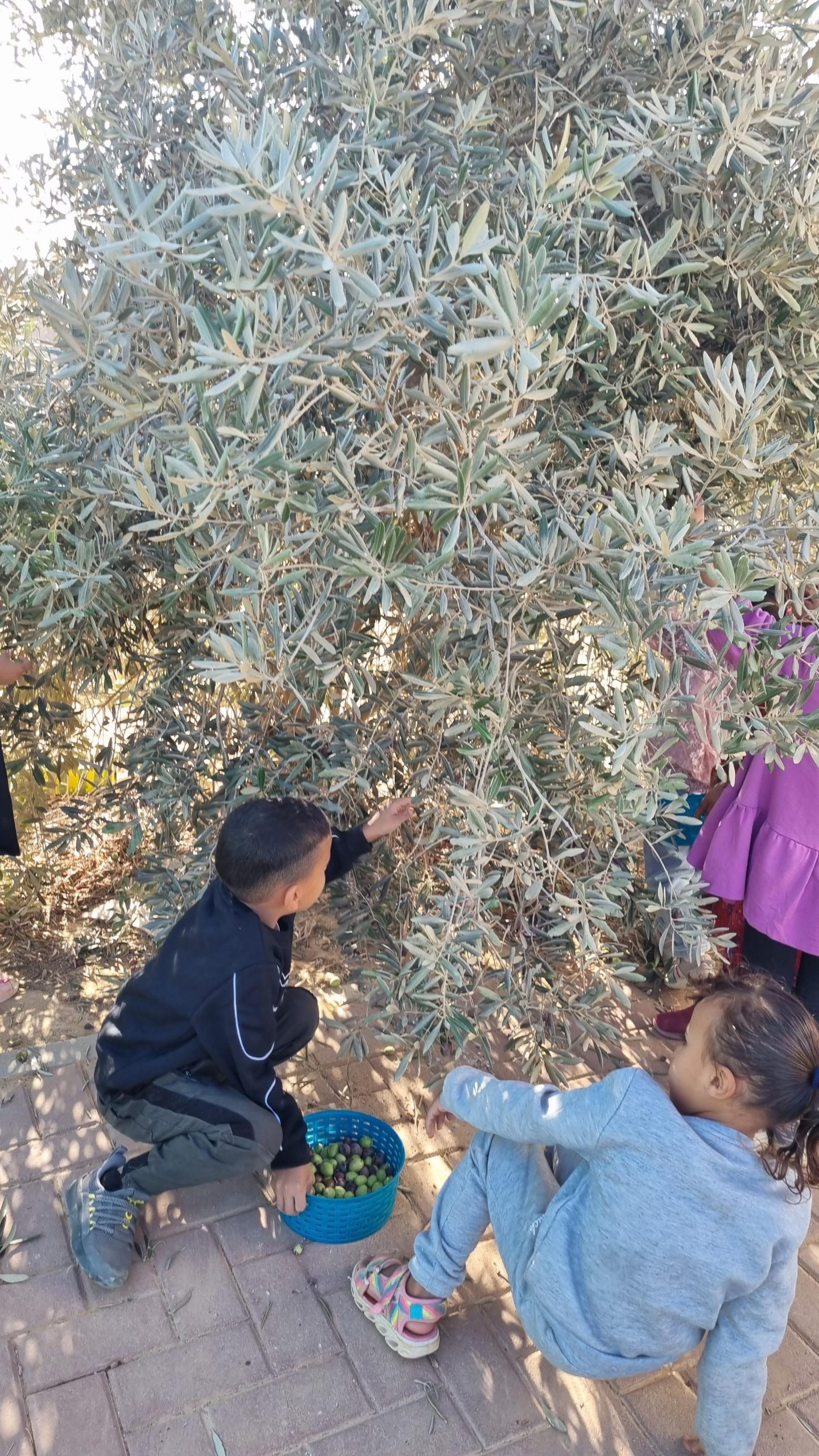 مراحل تحضير الزيتون في روضتنا by zahraa - Ourboox.com