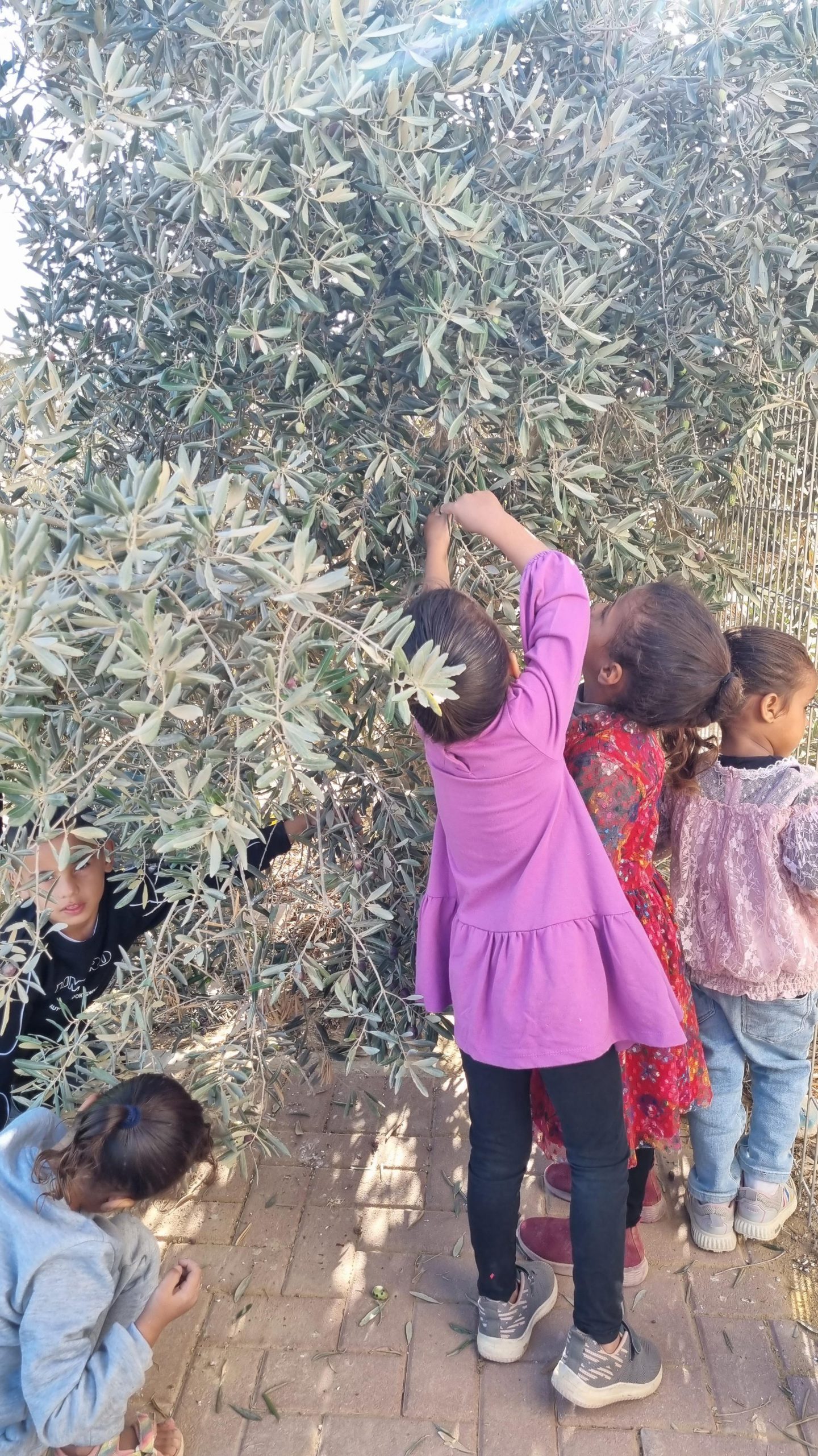 مراحل تحضير الزيتون في روضتنا by zahraa - Ourboox.com