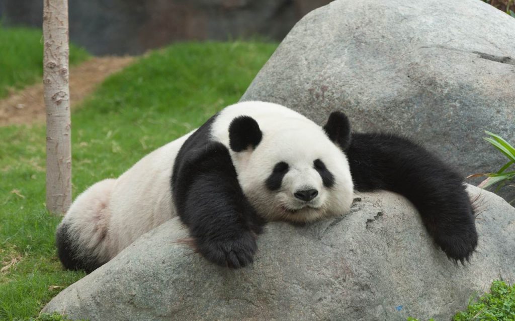 גן החיות by Niveen abu ajaj - Ourboox.com