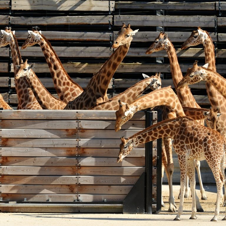 גן החיות by Niveen abu ajaj - Ourboox.com