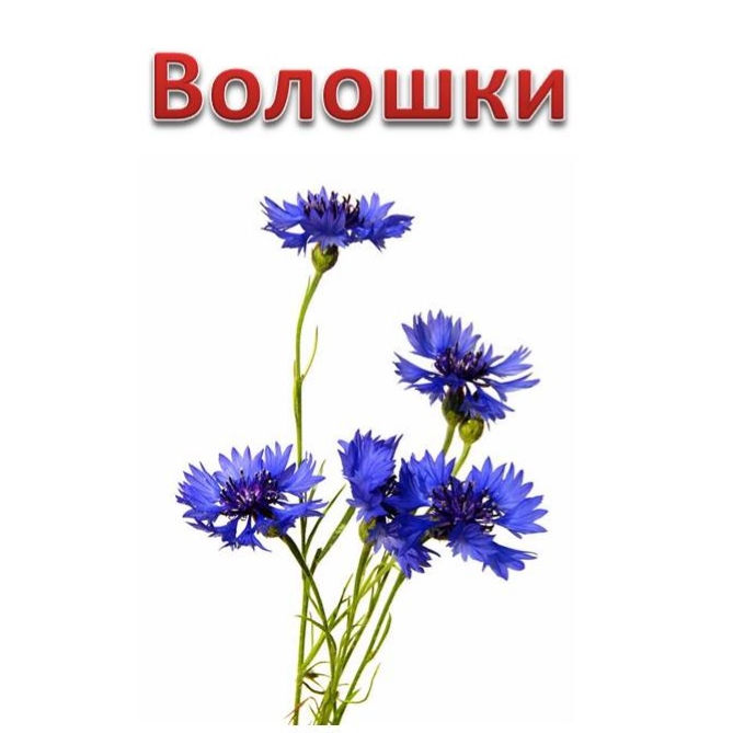 Народні символи України by Svitlana Maksymyshyn - Ourboox.com