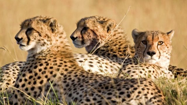 Найшвидший кіт by Kletsov Kirill - Illustrated by  By Wikipedia - Ourboox.com