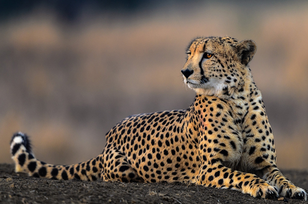 Найшвидший кіт by Kletsov Kirill - Illustrated by  By Wikipedia - Ourboox.com