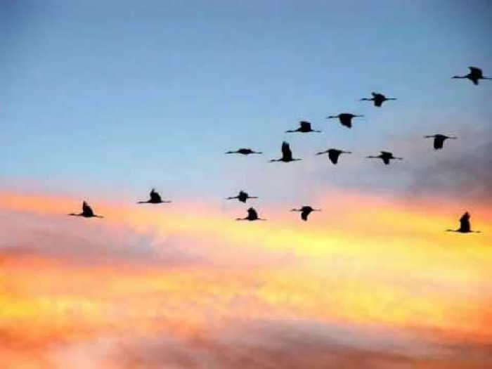 Перелітні птахи by AlonaKovalchuk - Ourboox.com