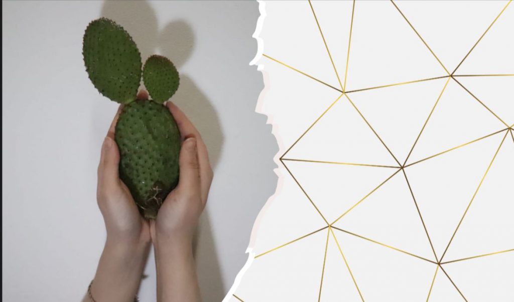 מסתגלים כמו הצבר