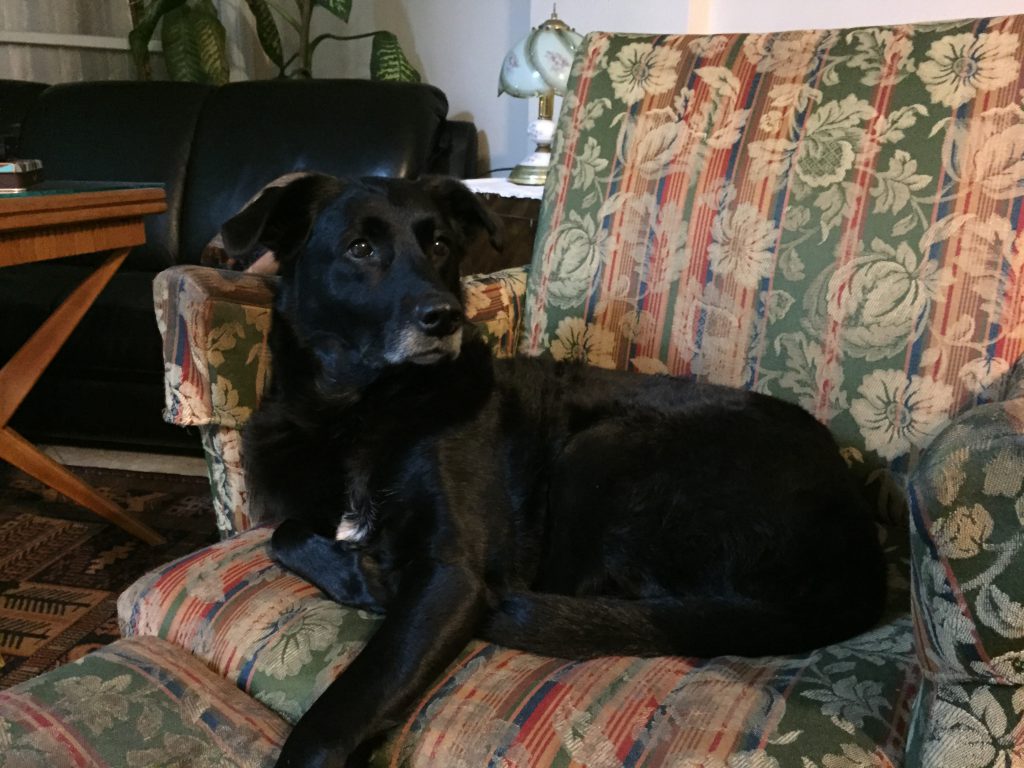 Lola by Adar Avni - Ourboox.com