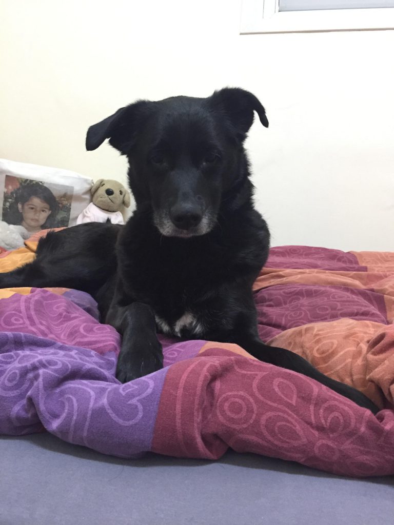 Lola by Adar Avni - Ourboox.com