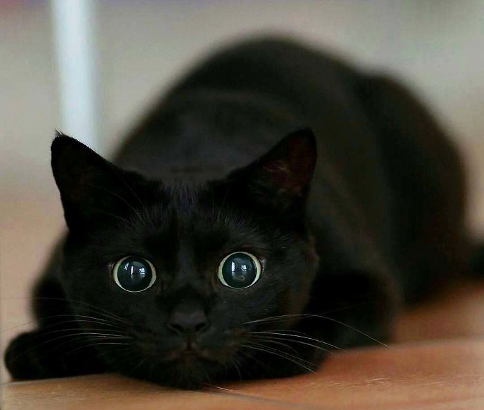 My perfect cat by Gili Ben Gur - Ourboox.com