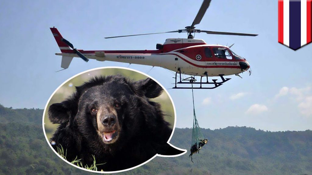 The Bear by Alon + Barry + Din + Elia - Illustrated by by :  - Ourboox.com