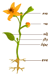 ניתוח התנהגות בגן by Talya - Ourboox.com