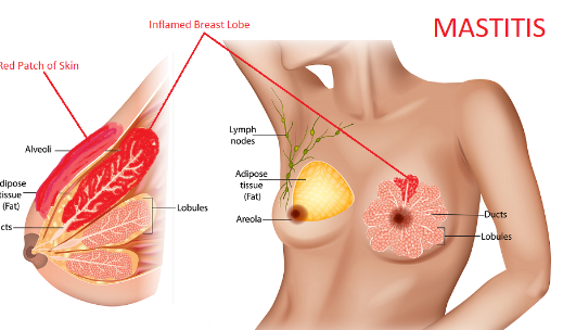Ръководство за млади майки by Ruzha Pancheva - Illustrated by Ружа Панчева - Ourboox.com