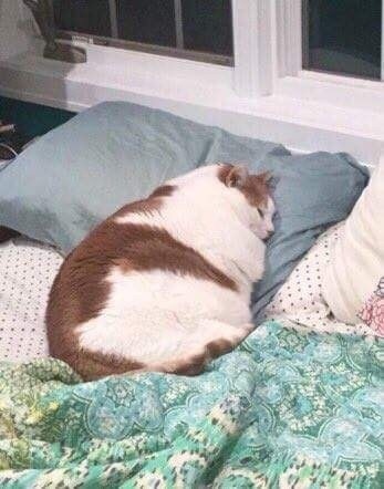 Cat Idioms by Elena Karzalova - Ourboox.com