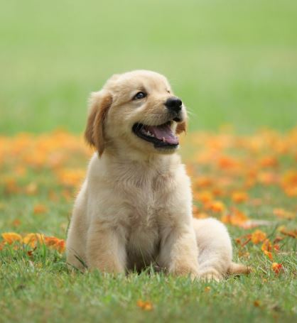 Dogs by Gal Gourian - Ourboox.com