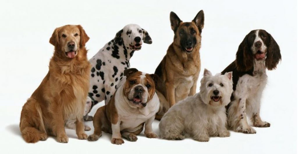 Dogs by Gal Gourian - Ourboox.com