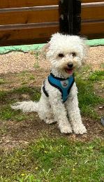 Dogs by Gal Gourian - Ourboox.com