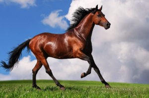 Порівняння швидкостей рухів тварин, техніки by Djora - Ourboox.com