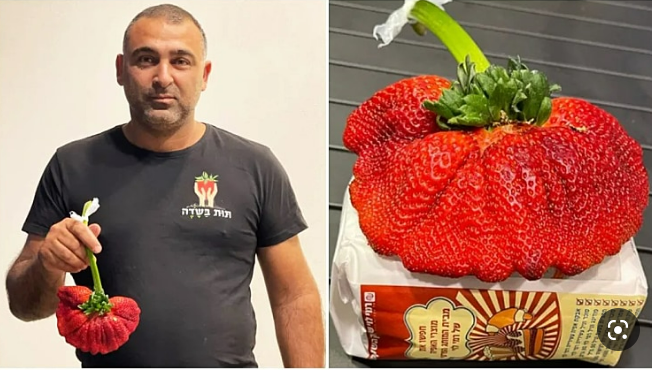 Israeli Guinness World Records by Hagar avidar - Ourboox.com