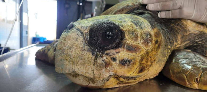 Protection of sea turtles by Hagar avidar - Ourboox.com