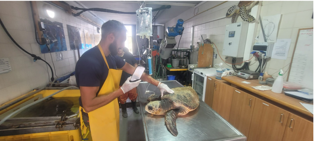 Protection of sea turtles by Hagar avidar - Ourboox.com