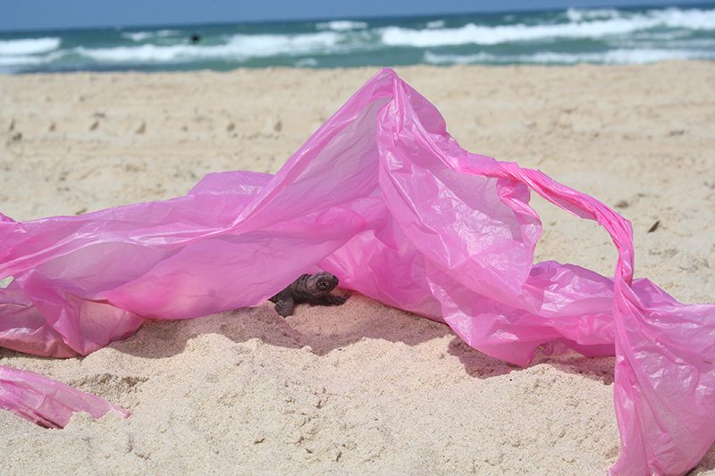 Protection of sea turtles by Hagar avidar - Ourboox.com