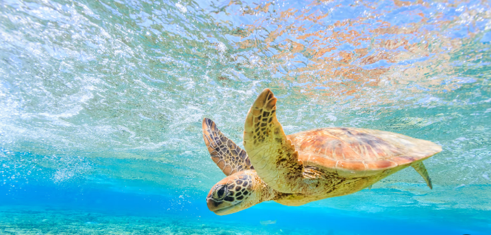 Protection of sea turtles by Hagar avidar - Ourboox.com