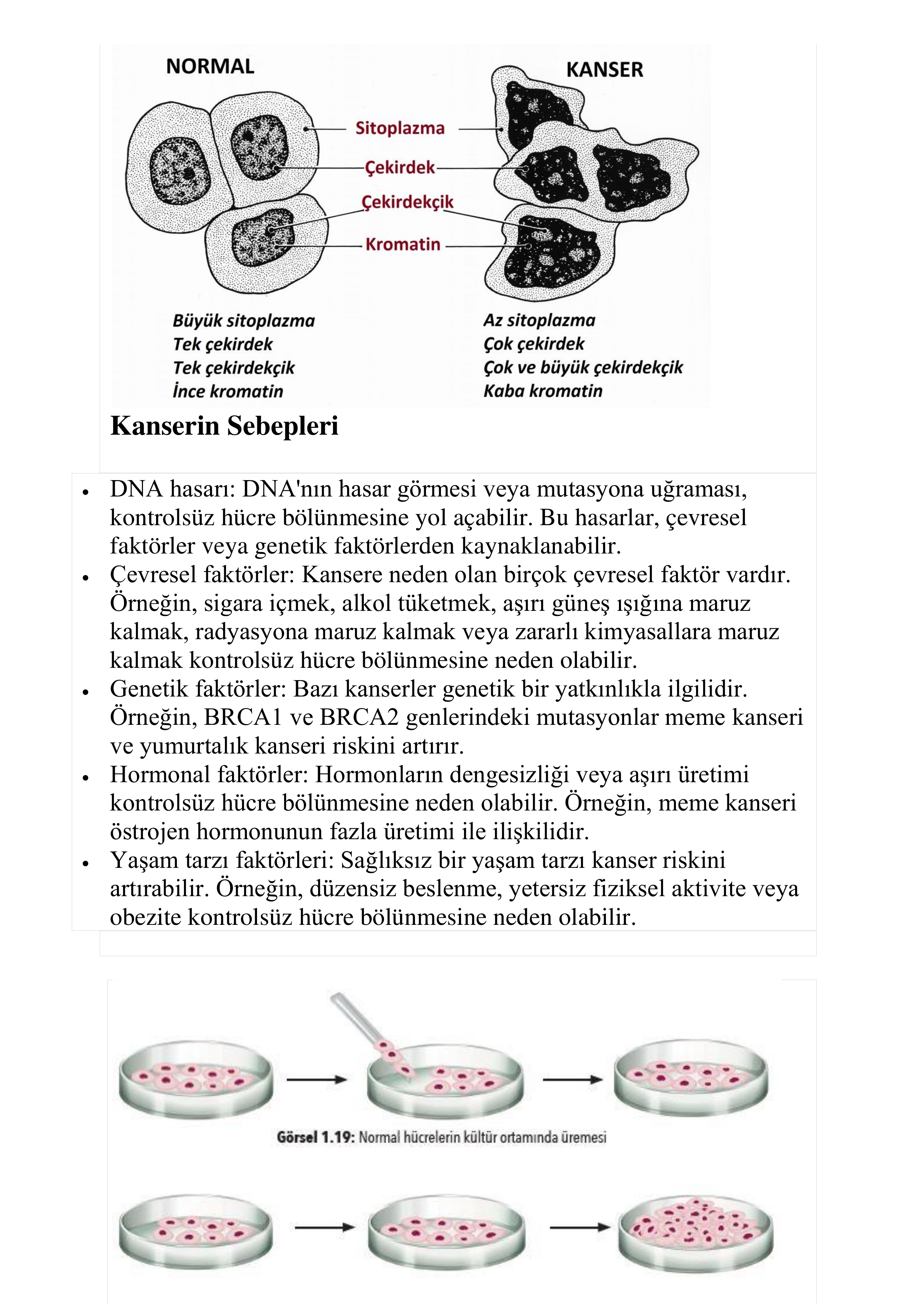 Biyoloji by Burak ERÇİK - Illustrated by Burak ERÇİK - Ourboox.com
