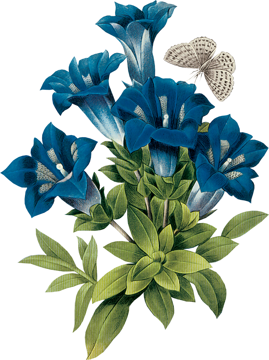 Bright idioms by Anya Dementieva - Ourboox.com