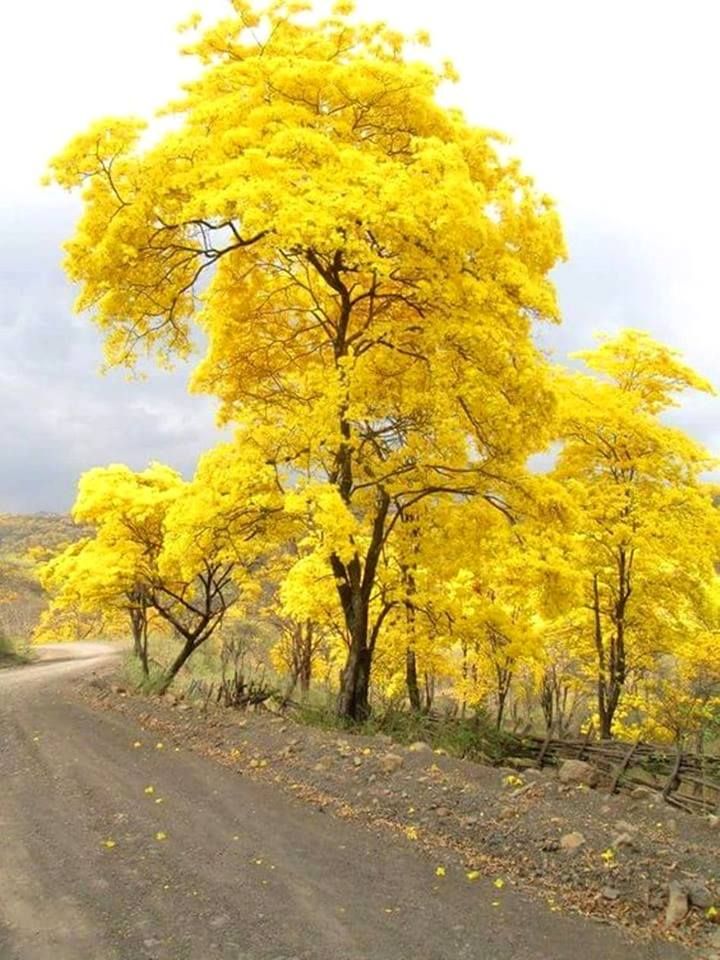 Bright idioms by Anya Dementieva - Ourboox.com