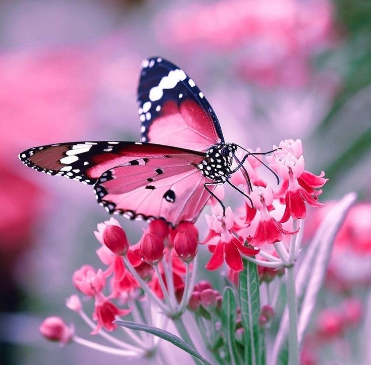 Bright idioms by Anya Dementieva - Ourboox.com