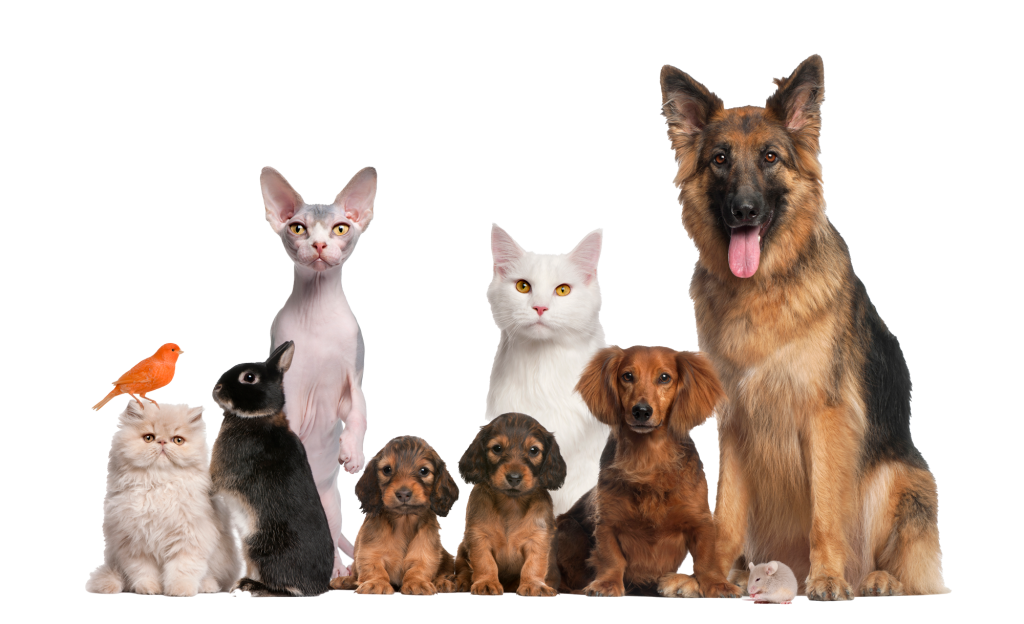 The Animals that I love by:Adel Mizrachi💖 by Noam Banot Pisgat Zeev - Illustrated by Adel - Ourboox.com