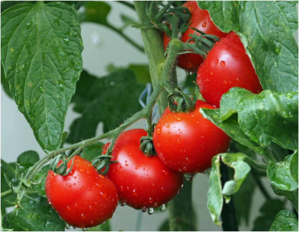 Овочі на нашому столі. Вірші про овочі. by Inna Tarasenko - Ourboox.com