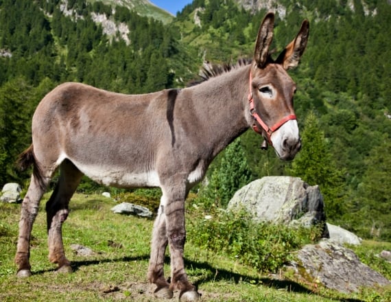 האב הבן והחמור