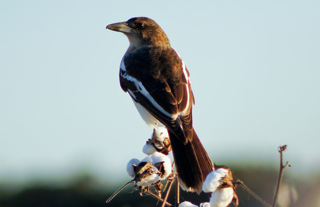 The journey of a talking bird 2 by dafna lipschtz - Ourboox.com