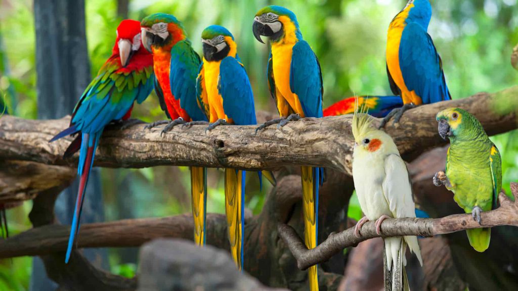 The journey of a talking bird 2 by dafna lipschtz - Ourboox.com